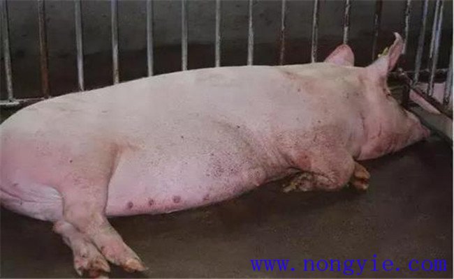 夏季母豬繁殖障礙綜合征發生的原因