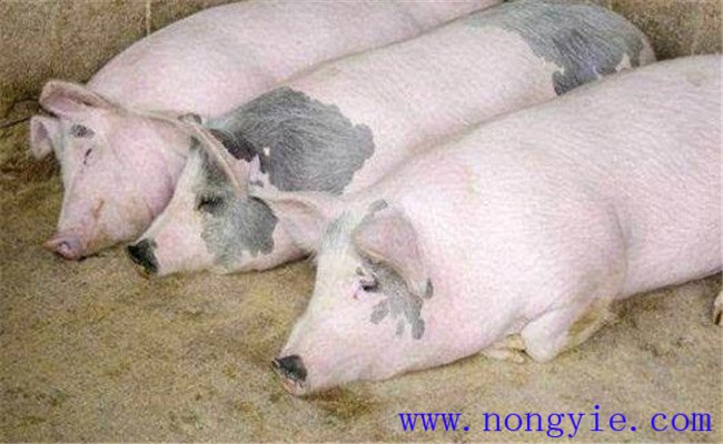 如何縮短母豬的繁殖周期