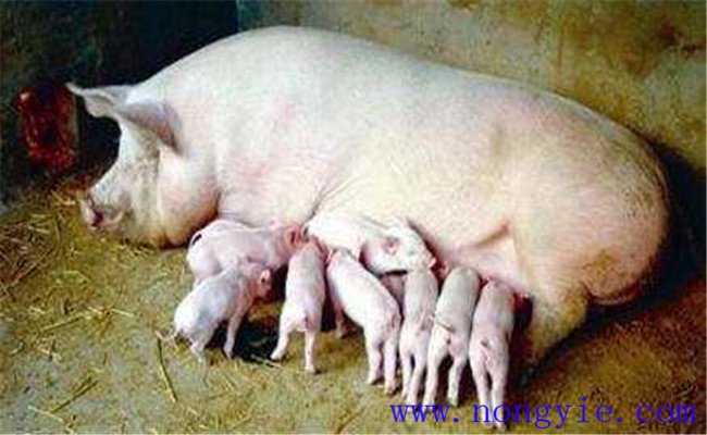 導致母豬分娩期過長的主要因素