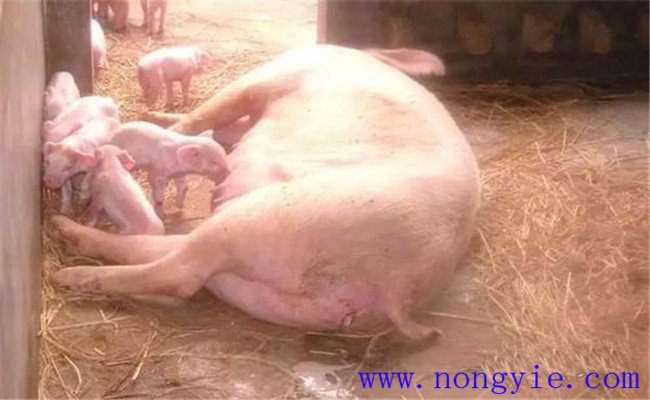 農村散養能繁母豬常見疫病的免疫程序