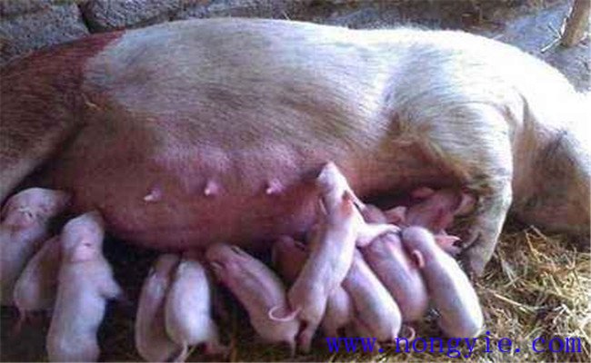 母豬產科疾病的治療方法