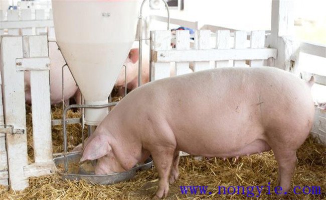 如何提高母豬泌乳量，保證母豬有足夠的泌乳力