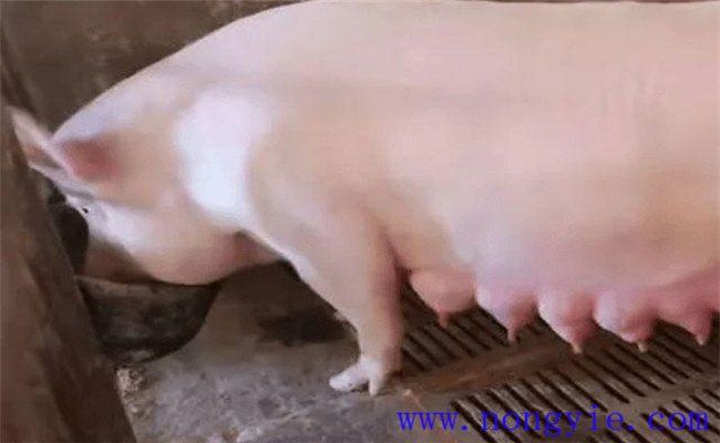 五種哺乳母豬催乳的方法