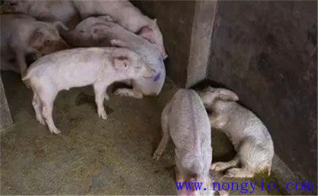 斷奶仔豬應激性腹瀉的治療方法