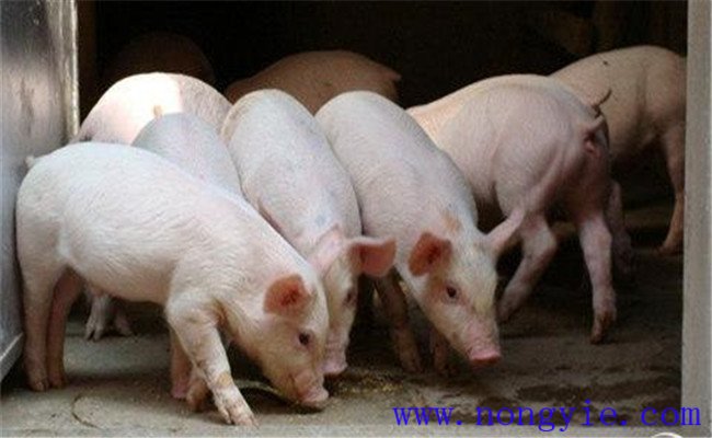 斷奶仔豬營養性腹瀉的病因是什么
