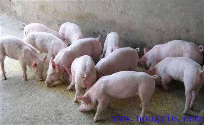 哺乳仔豬如何補飼，哺乳仔豬早期補飼技術要點