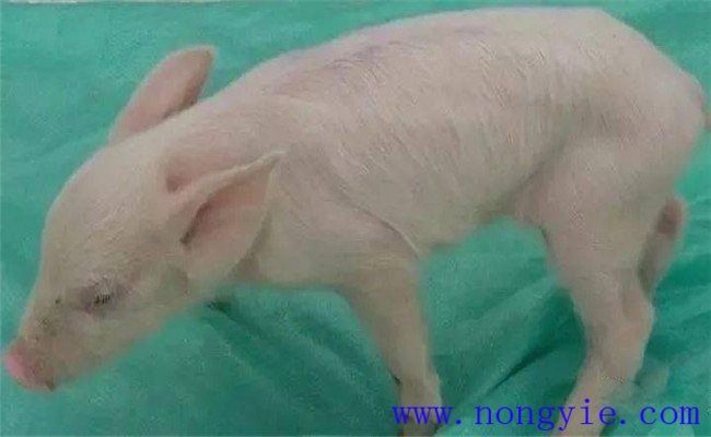 新生仔豬低血糖的癥狀、治療和預防方法
