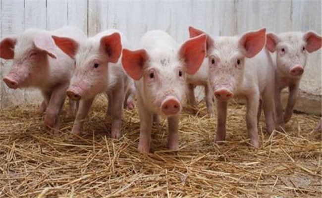 如何給斷奶子豬喂料 子豬開食喂料技術要點