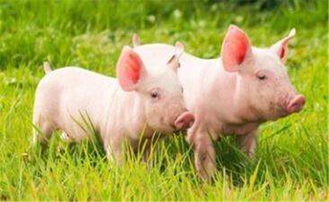仔豬的生長發育及生理特點