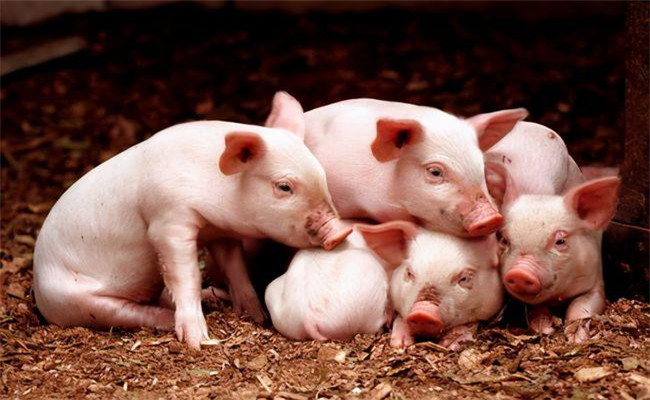 仔豬為什么需要蛋白質營養