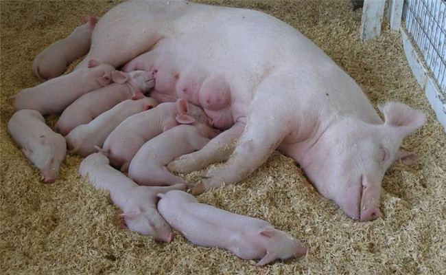 母豬分娩過程引起仔豬死亡原因及搶救方法