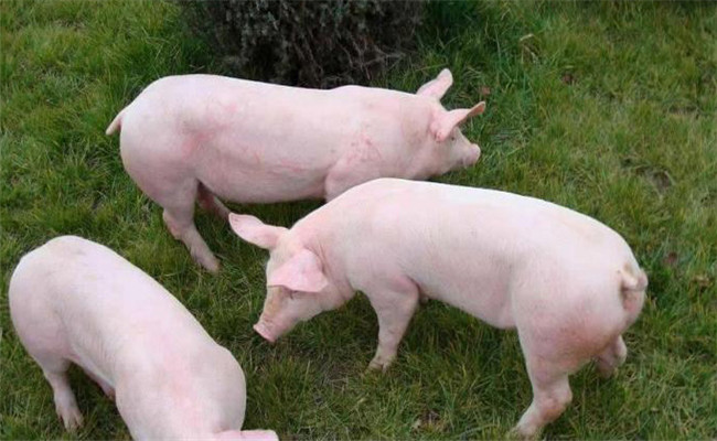 仔豬日糧添加酸化劑的作用機理及需注意事項