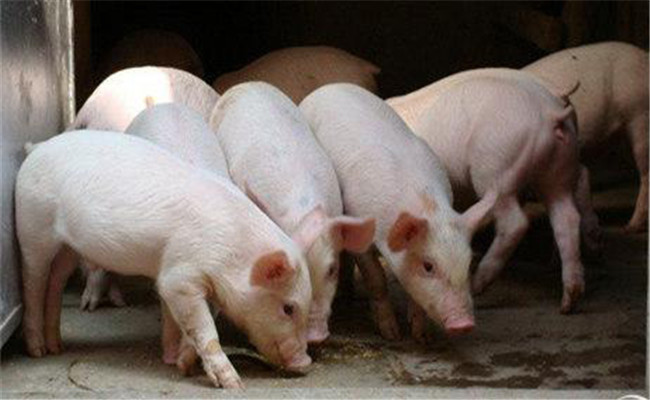 如何預防仔豬早期斷奶綜合癥的發生