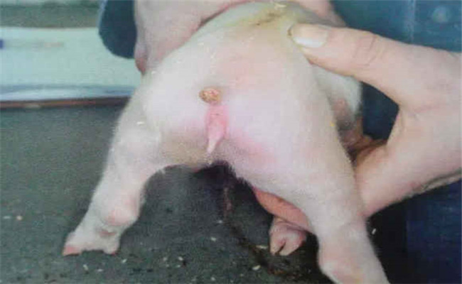 用高錳酸鉀處理仔豬斷尾創面的優點和操作方法