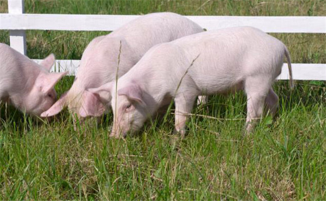 育肥豬生長發育前期要優飼