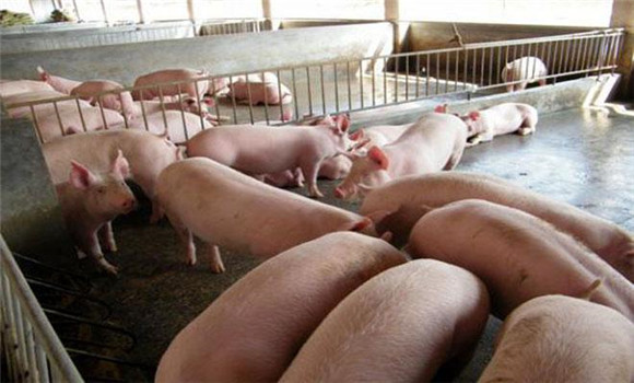 高溫天氣養豬怎樣防暑降溫