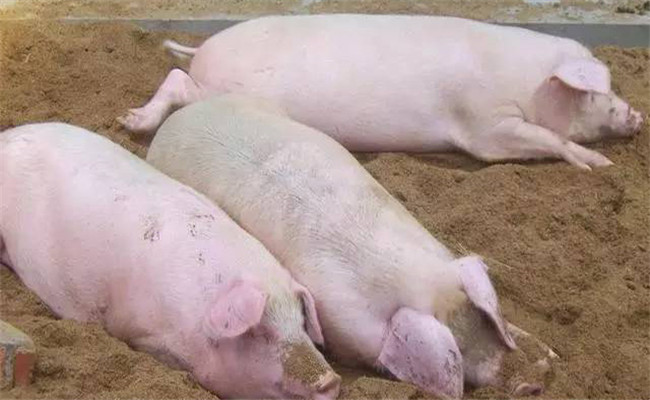 豬免疫抑制的識別方法