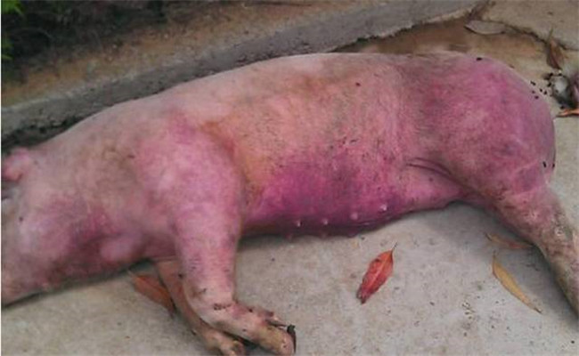 豬附紅細胞體病的現場診斷