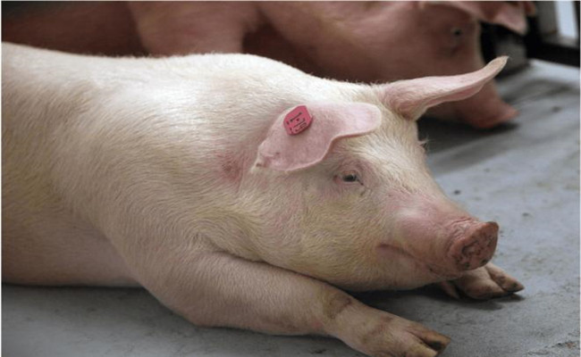 豬附紅細胞體病的預防要點