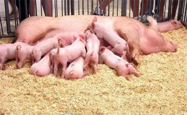 十大妙招能防治仔豬下痢并提高子豬成活率