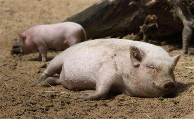 豬傳染性胃腸炎防治報告