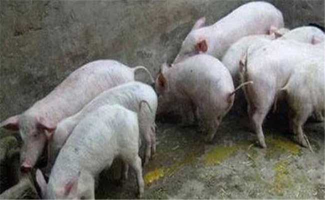 豬病毒性腹瀉的預防措施