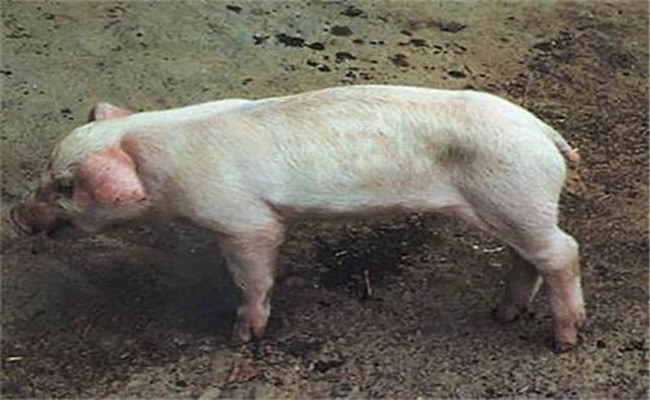 豬副嗜血桿菌病的臨床癥狀、診斷與治療方法