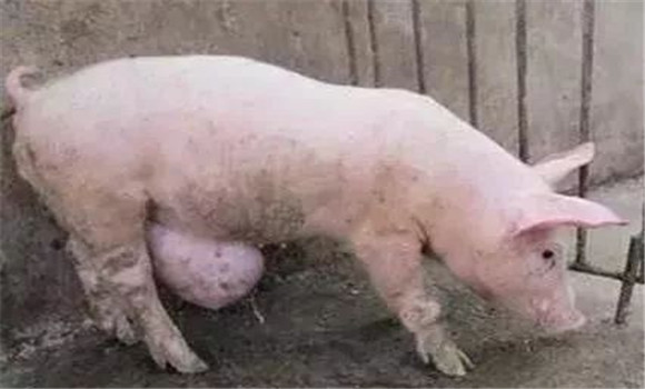 豬臍疝的類型與癥狀