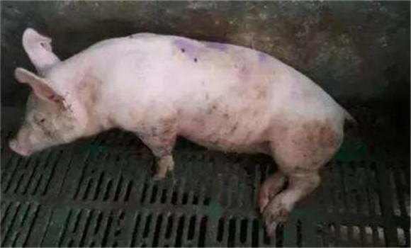 豬鏈球菌病的主要表現有幾種類型