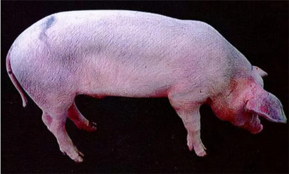 豬瘟病的病原是什么