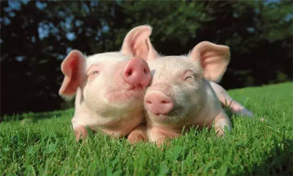 初春季節預防與減少豬病的原則與措施