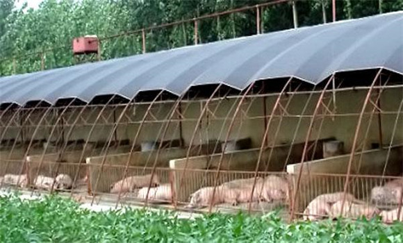 塑料大棚養豬防病措施有哪些