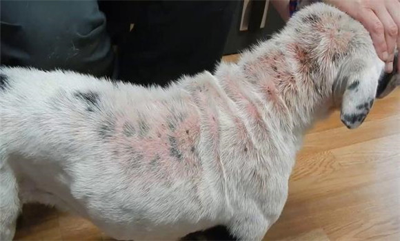犬不同種類皮膚病的診斷與防治