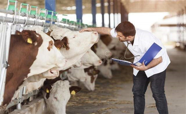 牛傳染性鼻氣管炎病的診斷與治療方法