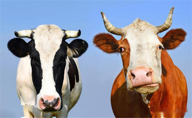 牛傳染性鼻氣管炎病的預防措施