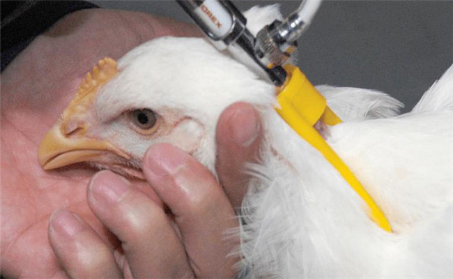 家禽免疫接種要注意什么