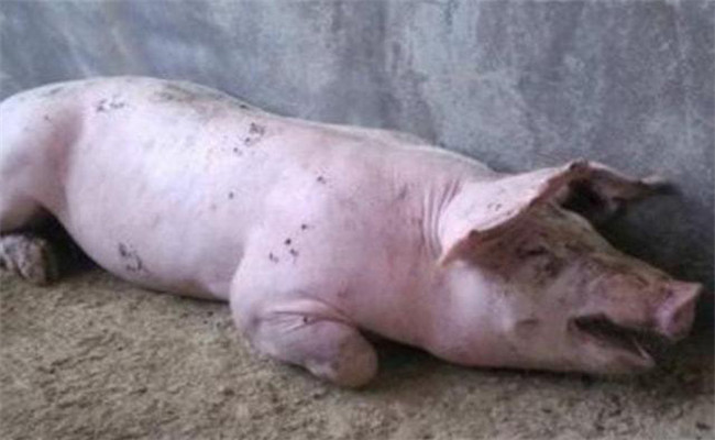 常見的豬高溫病有哪幾種