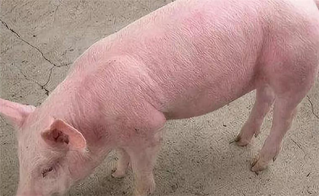 豬引起豬高熱但皮膚無紫斑的疾病有哪些