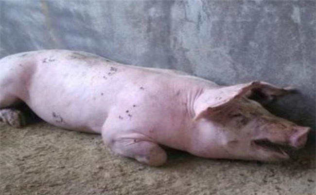 引起豬高熱和皮膚有紫斑的疾病有哪