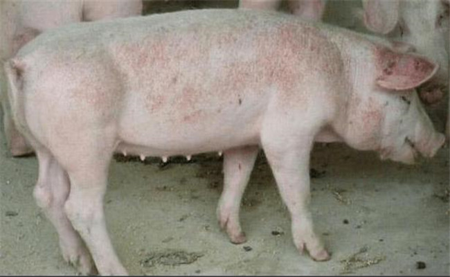 豬咬尾巴的病因是什么