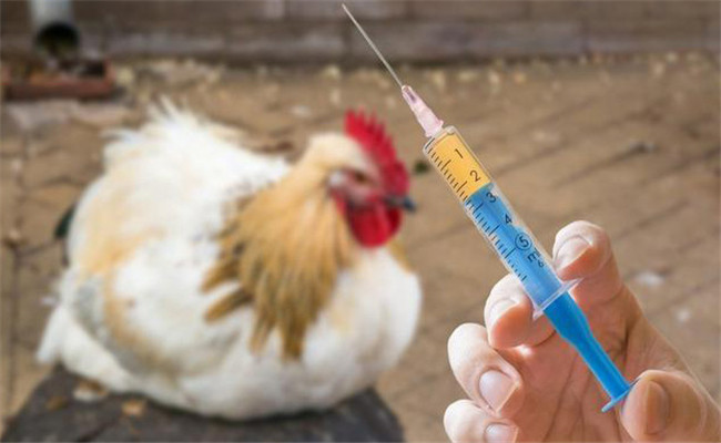 重視家禽預防性用藥