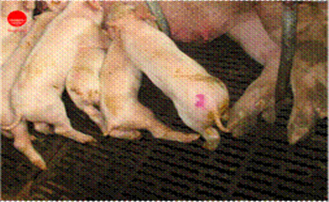 畜禽皮膚霉菌病的主要癥狀