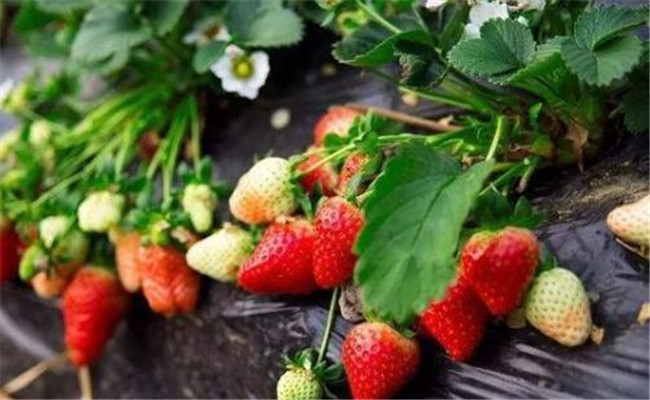 草莓掛果到成熟需要多少天