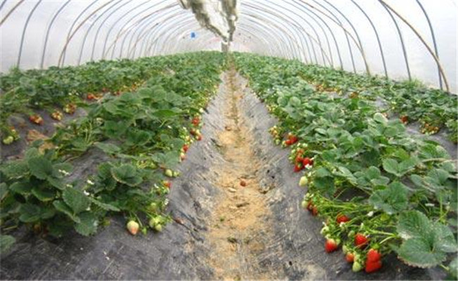 種植一畝大棚草莓的成本費用