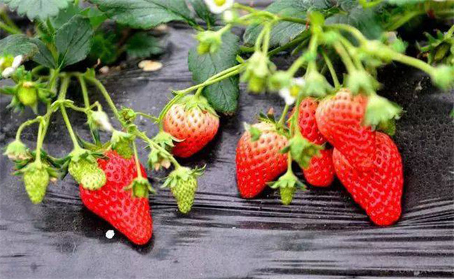影響草莓膨大的因素