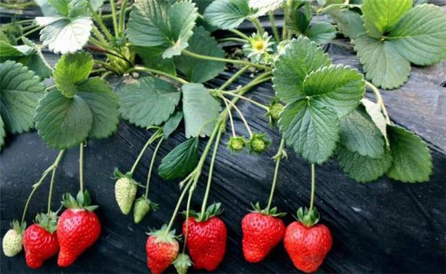 高產的草莓品種有哪些