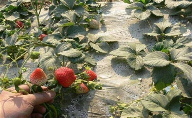 草莓的田間管理技術要點