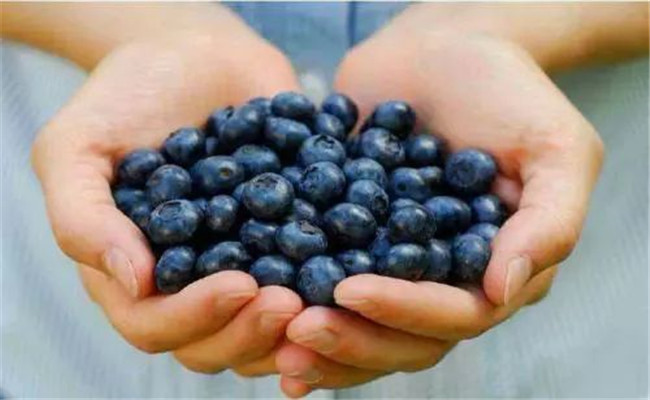 藍莓購買時如何挑選