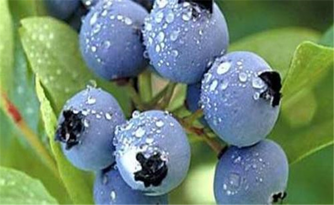 藍莓采摘后如何保存