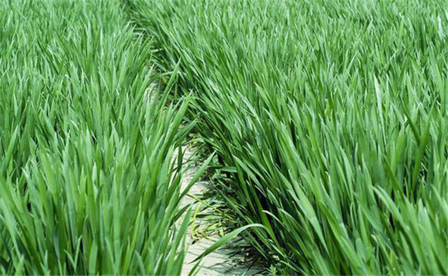 小麥對磷肥需求
